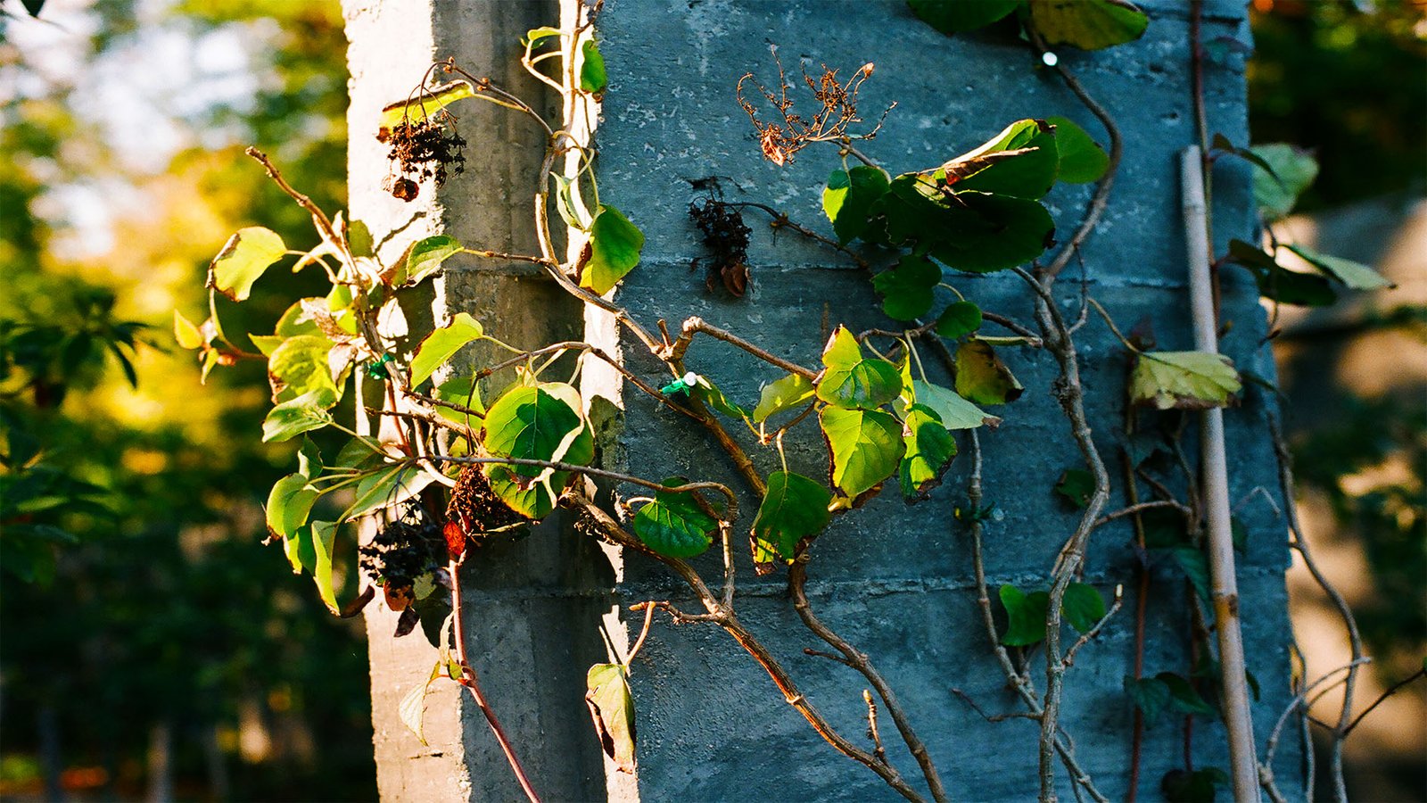 Sun hitting the Leaves